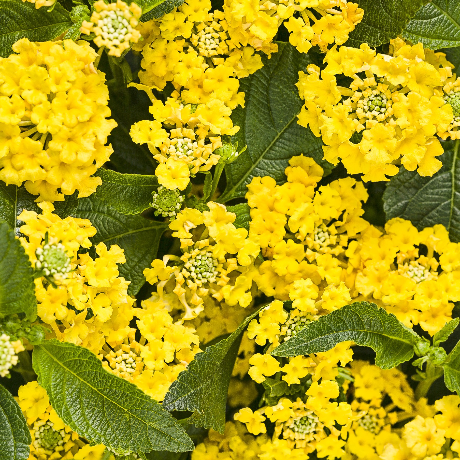yellow lantana flowers