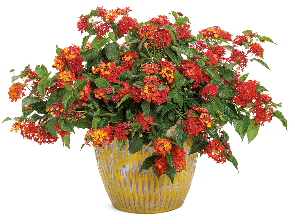 continuous bloom garden