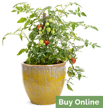 potted tomatoes