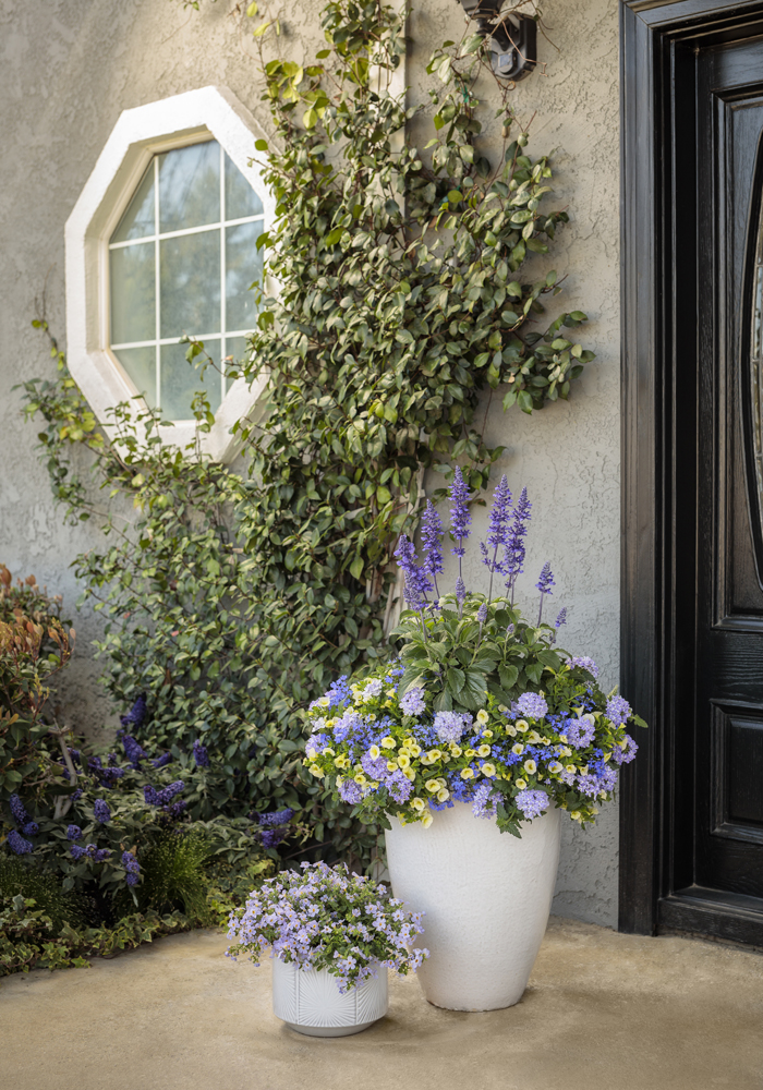 full sun container plants