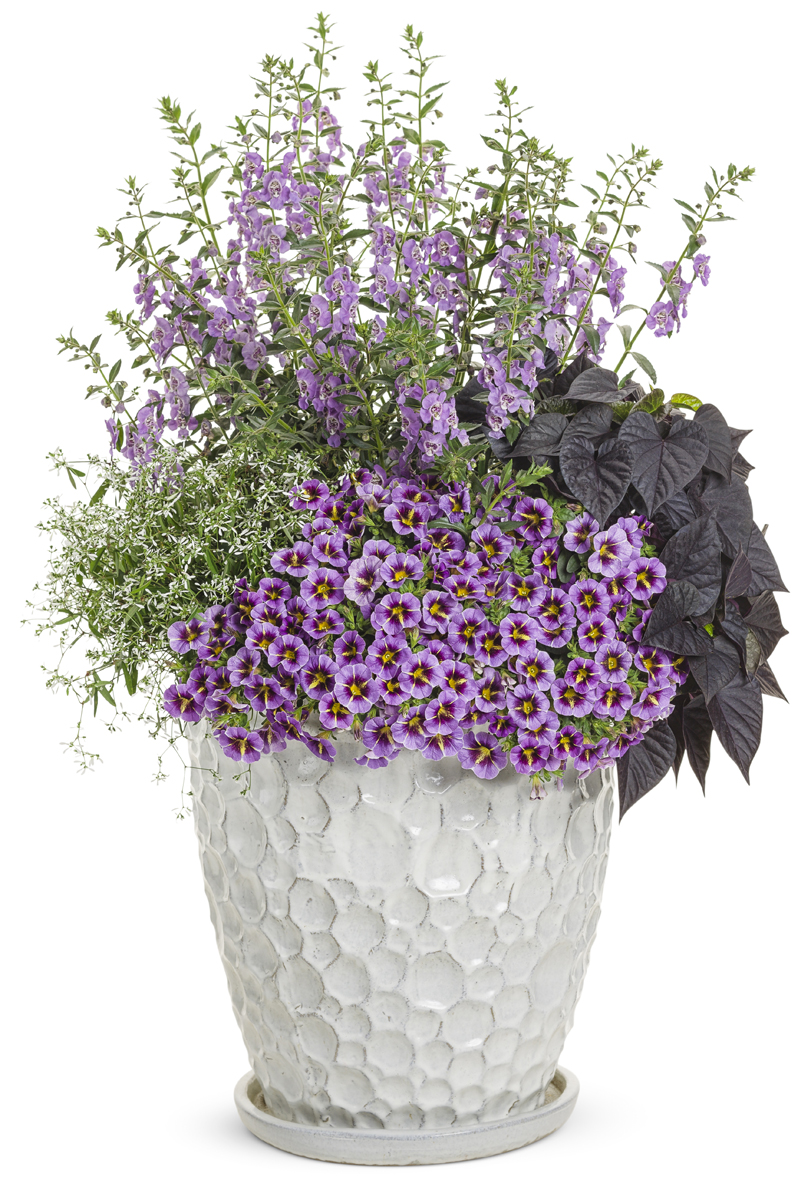 Dracaena spike alternatives