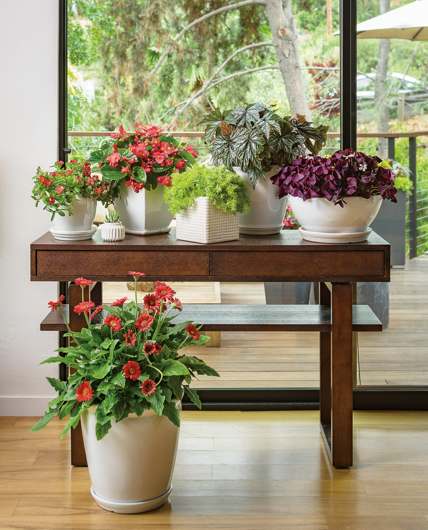 overwintering tender plants