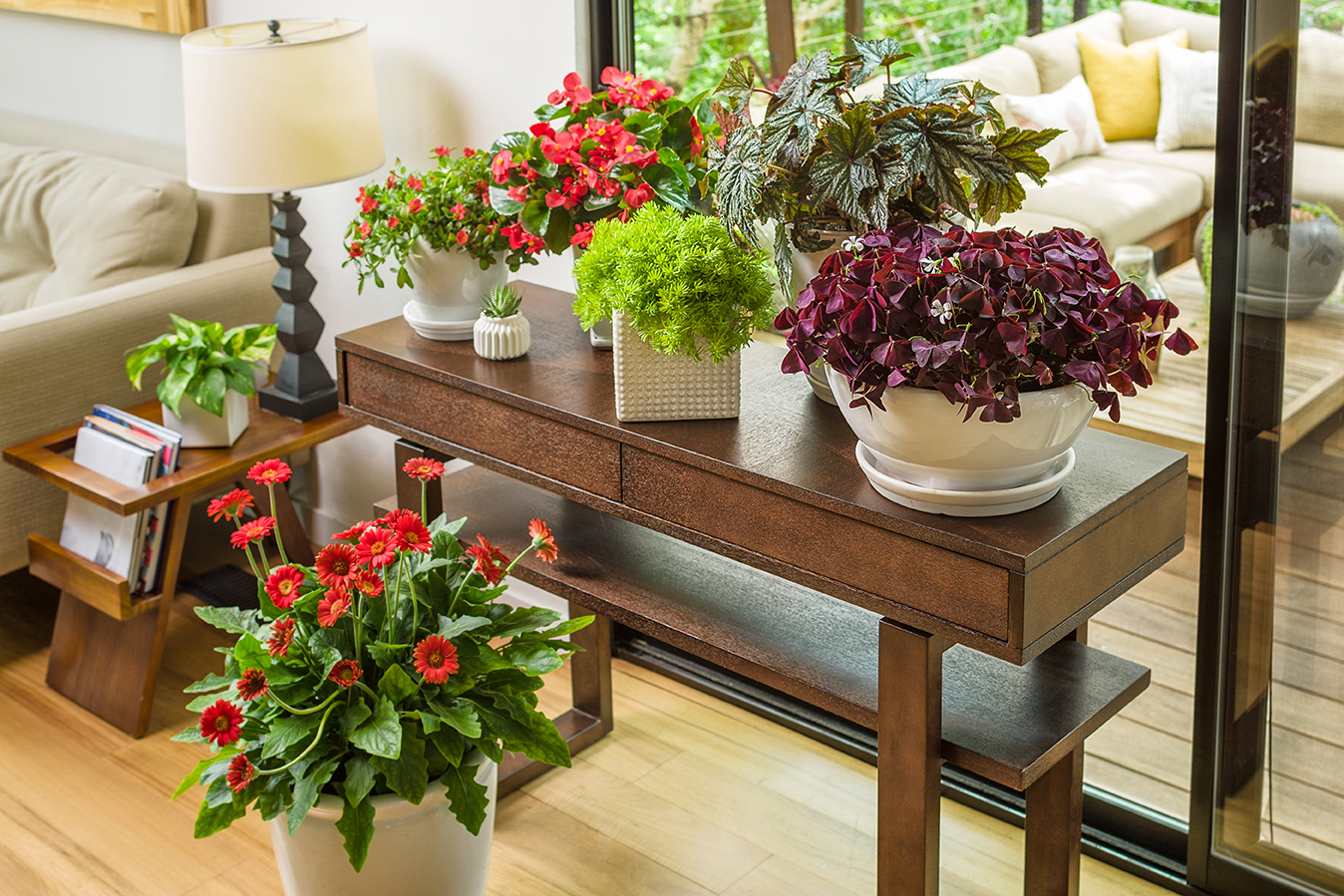 bringing plants indoors