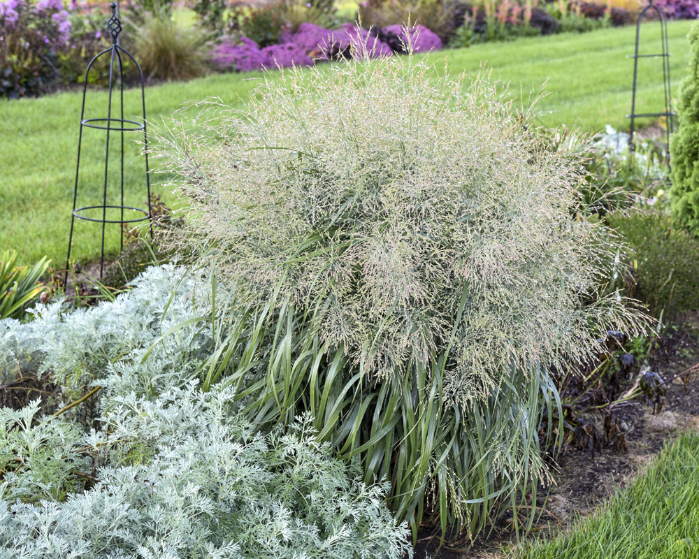 backyard bird habitat