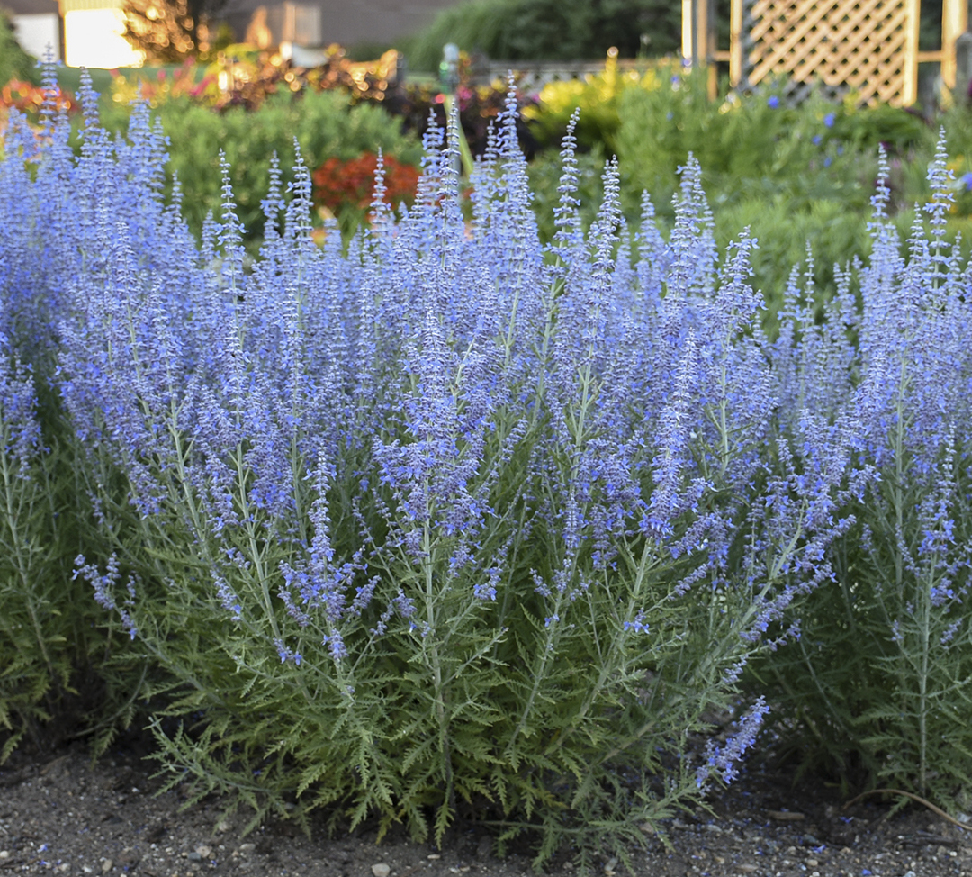 winterizer fertilizer