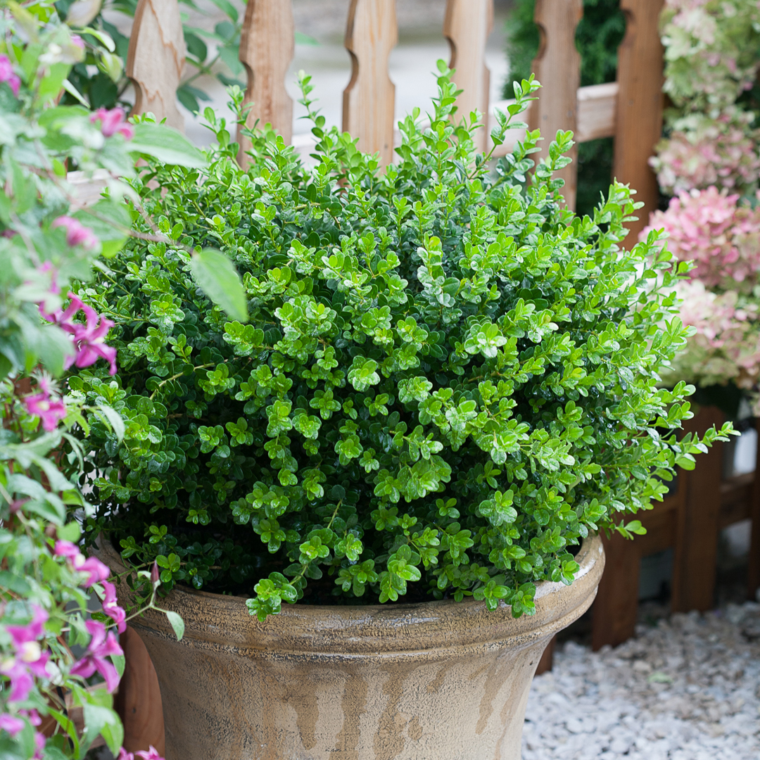 Sprinter boxwood