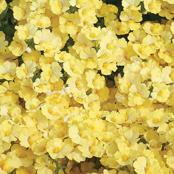 light yellow flowers
