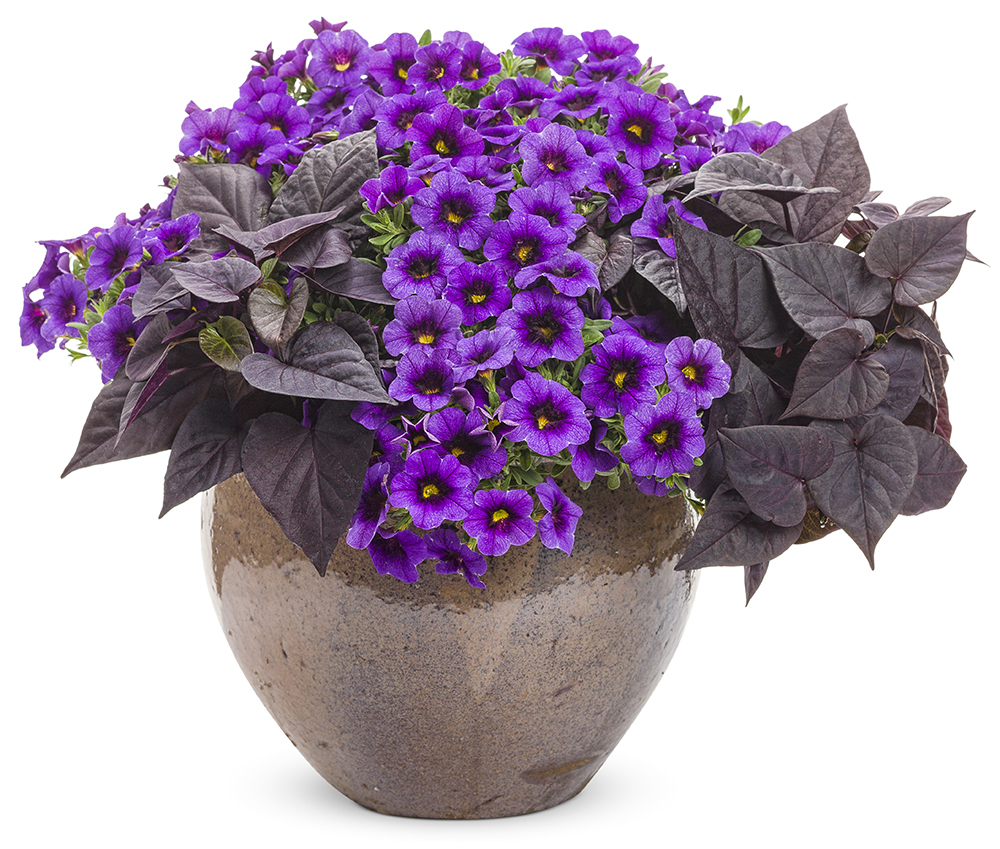 long-blooming flowers