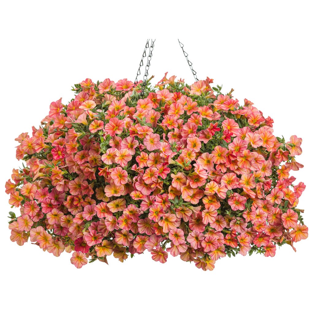 Hanging basket superbells flowers
