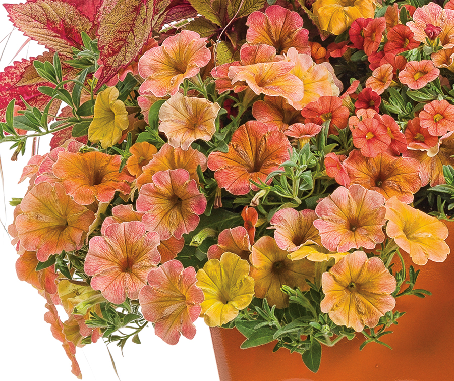 reblooming perennials