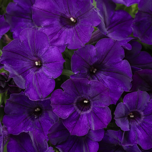 purple annual flowers