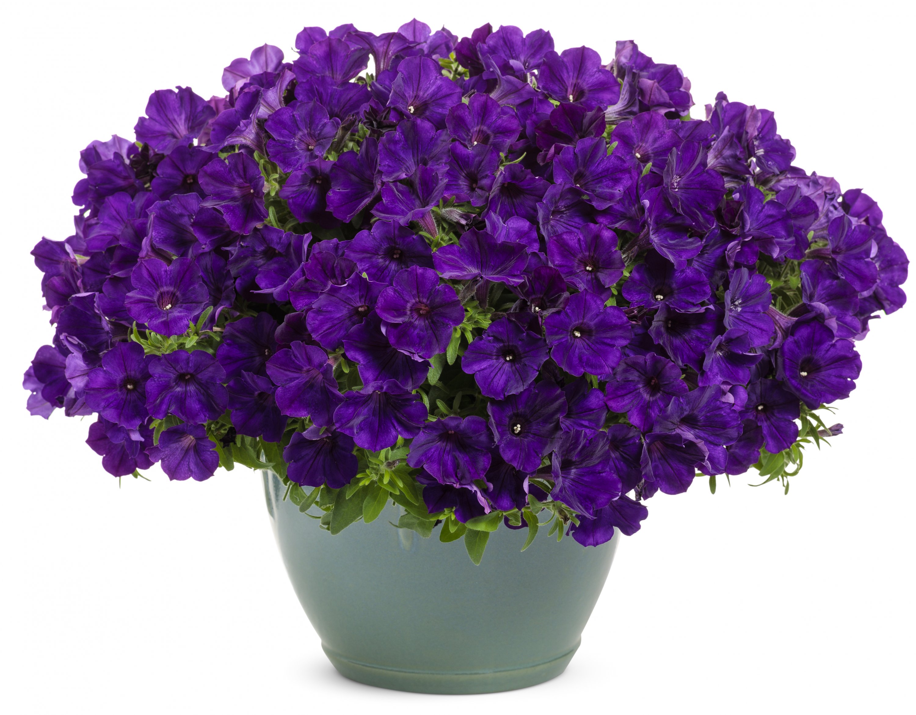 Roayl Velvet petunia