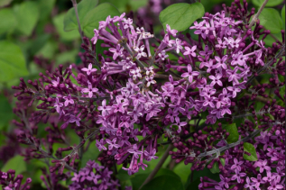 plant health maintenance