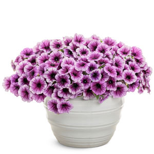 'Violets are Blue' Delphinium