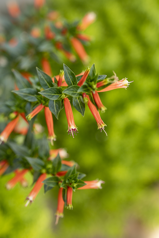 all-season garden color