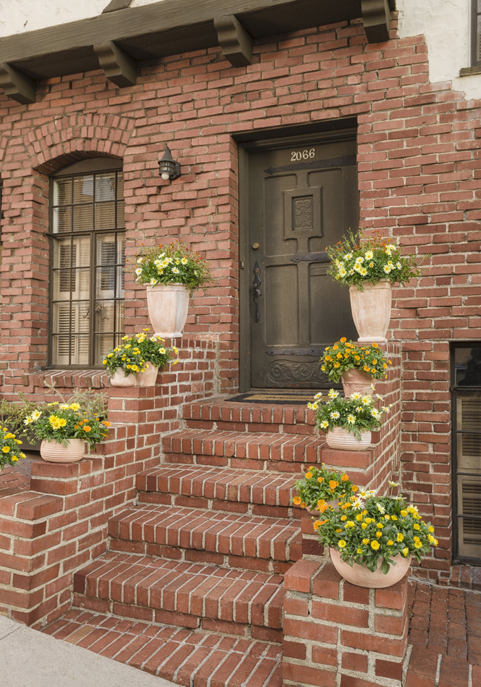 heat tolerant flowers