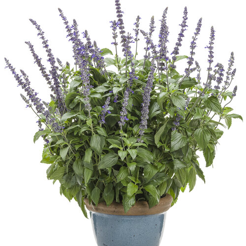 salvia_playin_the_blues