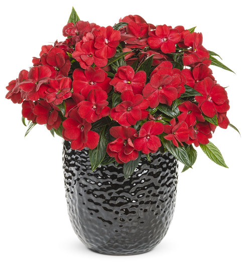 red flowering plants