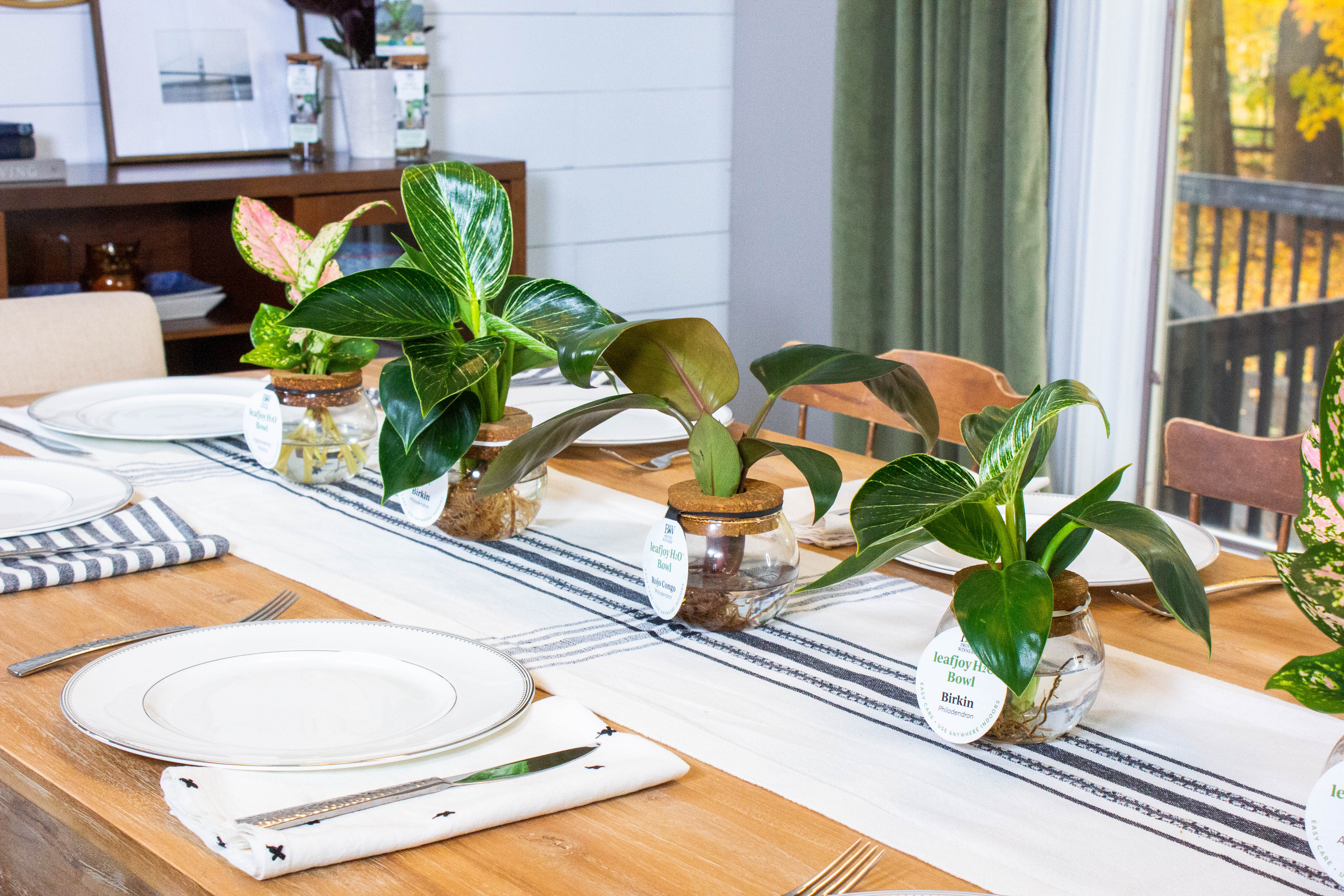 dining table plants