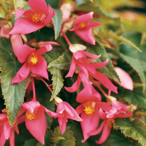 Mandalay® Flamingo - Tuberous Begonia - Begonia