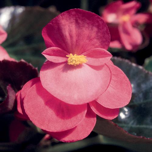 Big™ Rose with Bronze Leaf - Begonia benariensis