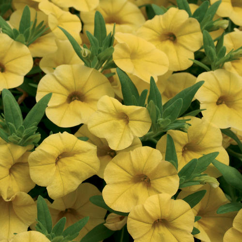 Superbells® Yellow - Calibrachoa hybrid