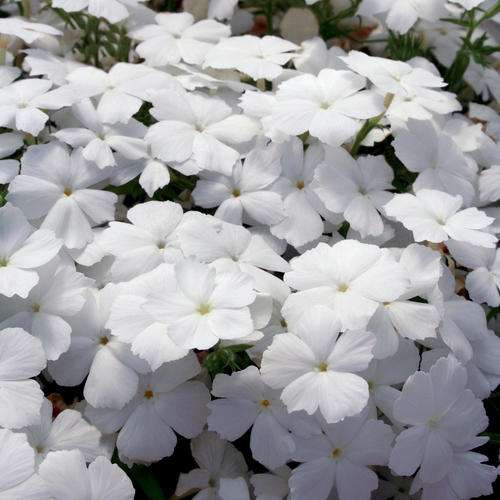 Intensia® White - Phlox hybrid
