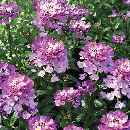 Absolutely Amethyst® - Candytuft - Iberis hybrid