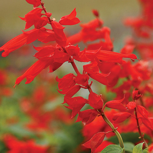 Lighthouse Red - Salvia splendens