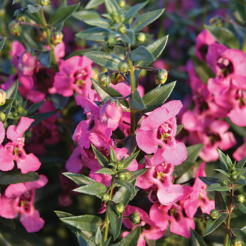 Angelface® Pink - Summer Snapdragon - Angelonia angustifolia