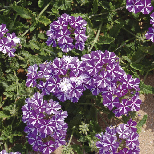 Lanai® Purple Star - Verbena