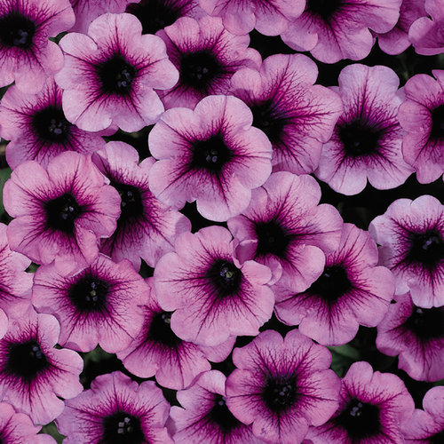 Tiny Tunia® Plum Ice - Petunia x hybrid