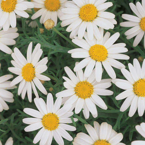 Molimba® Helio White - Marguerite Daisy - Argyranthemum frutescens