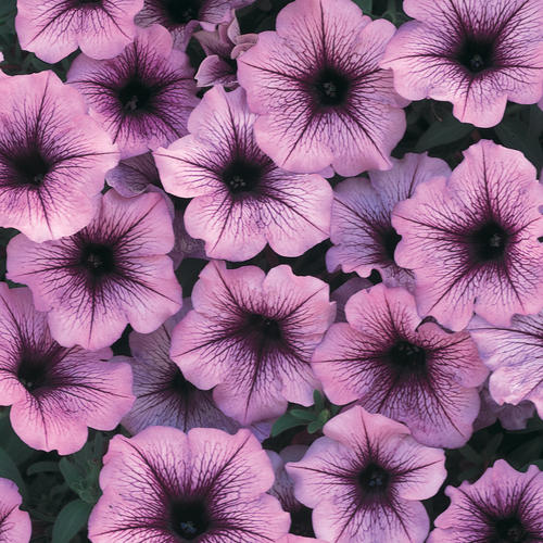 Supertunia® Bordeaux™ - Petunia hybrid