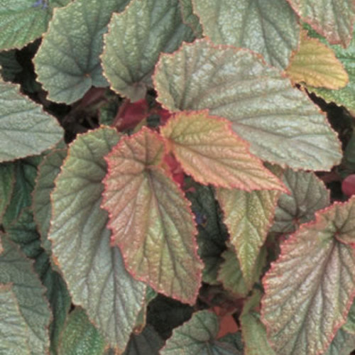 Sinbad - Angelwing Begonia - Begonia coccinea