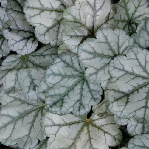 Dolce® Mocha Mint® - Coral Bells - Heuchera hybrid