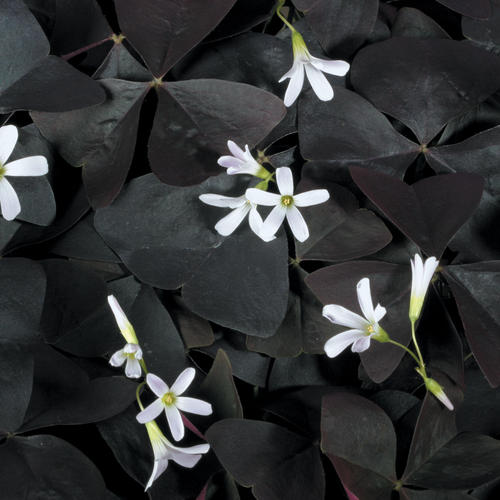 Charmed® Velvet - Shamrock - Oxalis