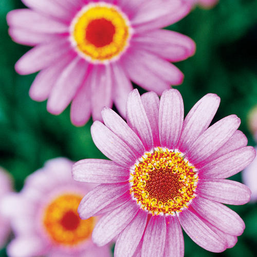 Cobbitty Daisy® Rosarita™ - Marguerite Daisy - Argyranthemum frutescens