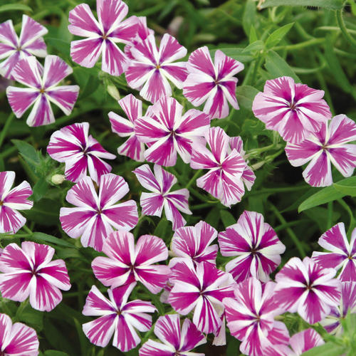 Intensia® Star Brite - Phlox hybrid
