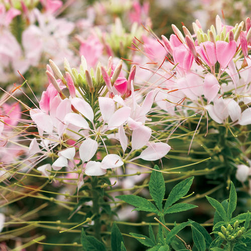 Spirit® Appleblossom - Spider Flower - Cleome hassleriana