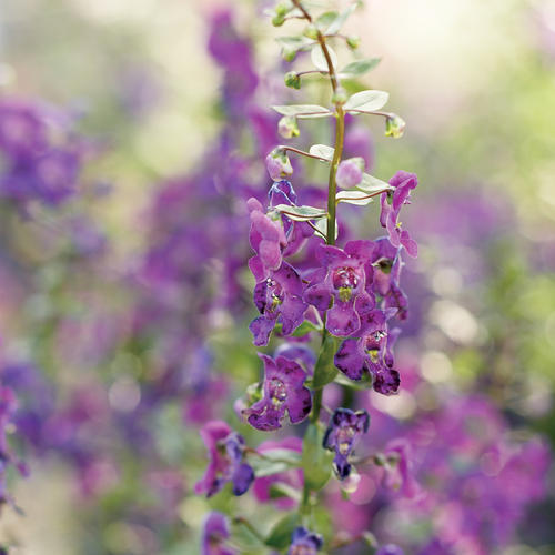 Angelface® Dark Violet - Summer Snapdragon - Angelonia angustifolia hybrid