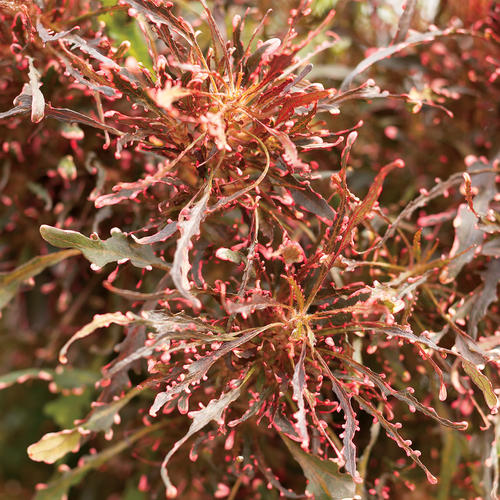 'Sizzle Scissors' - Copperleaf Plant - Acalypha hybrid