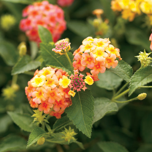 Apricot Fizz - Lantana camara