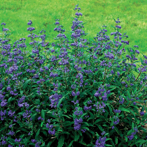 Petit Bleu™ - Bluebeard - Caryopteris x clandonensis