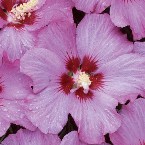 Rose Satin® - Rose of Sharon - Hibiscus syriacus