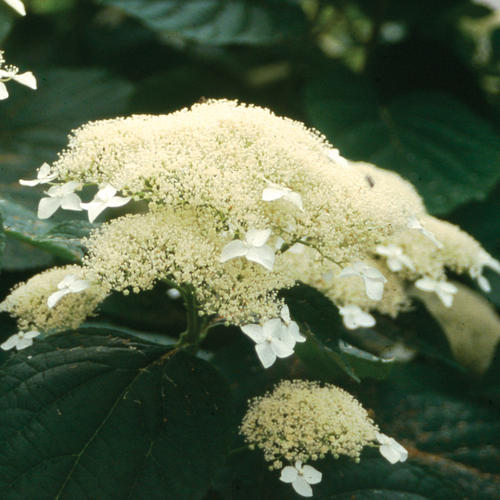 White Dome® - Hydrangea arborescens