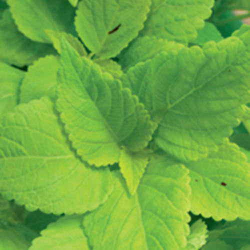 ColorBlaze® LifeLime - Coleus - Solenostemon scutellarioides