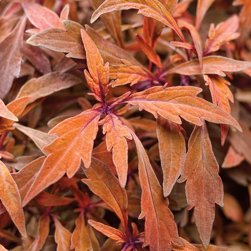 ColorBlaze® Velvet Mocha® - Coleus - Solenostemon scutellarioides