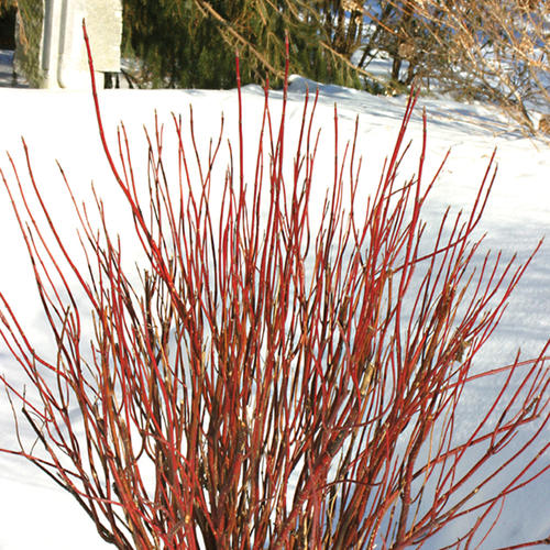 red dogwood stems