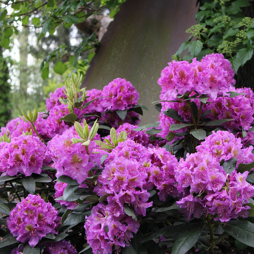evergeen rhododendron